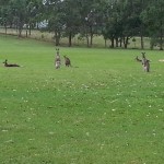 Kangaroos Saying Hello