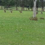 Kangaroos Saying Hello